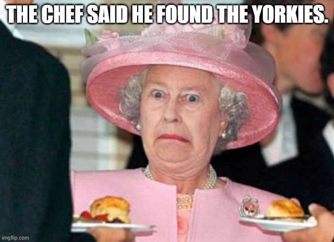 the chef found the yorkies | THE CHEF SAID HE FOUND THE YORKIES. | image tagged in queen | made w/ Imgflip meme maker