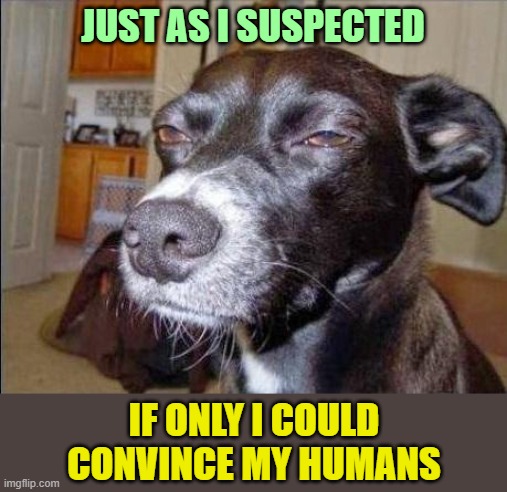 suspecting dog | JUST AS I SUSPECTED IF ONLY I COULD CONVINCE MY HUMANS | image tagged in suspecting dog | made w/ Imgflip meme maker