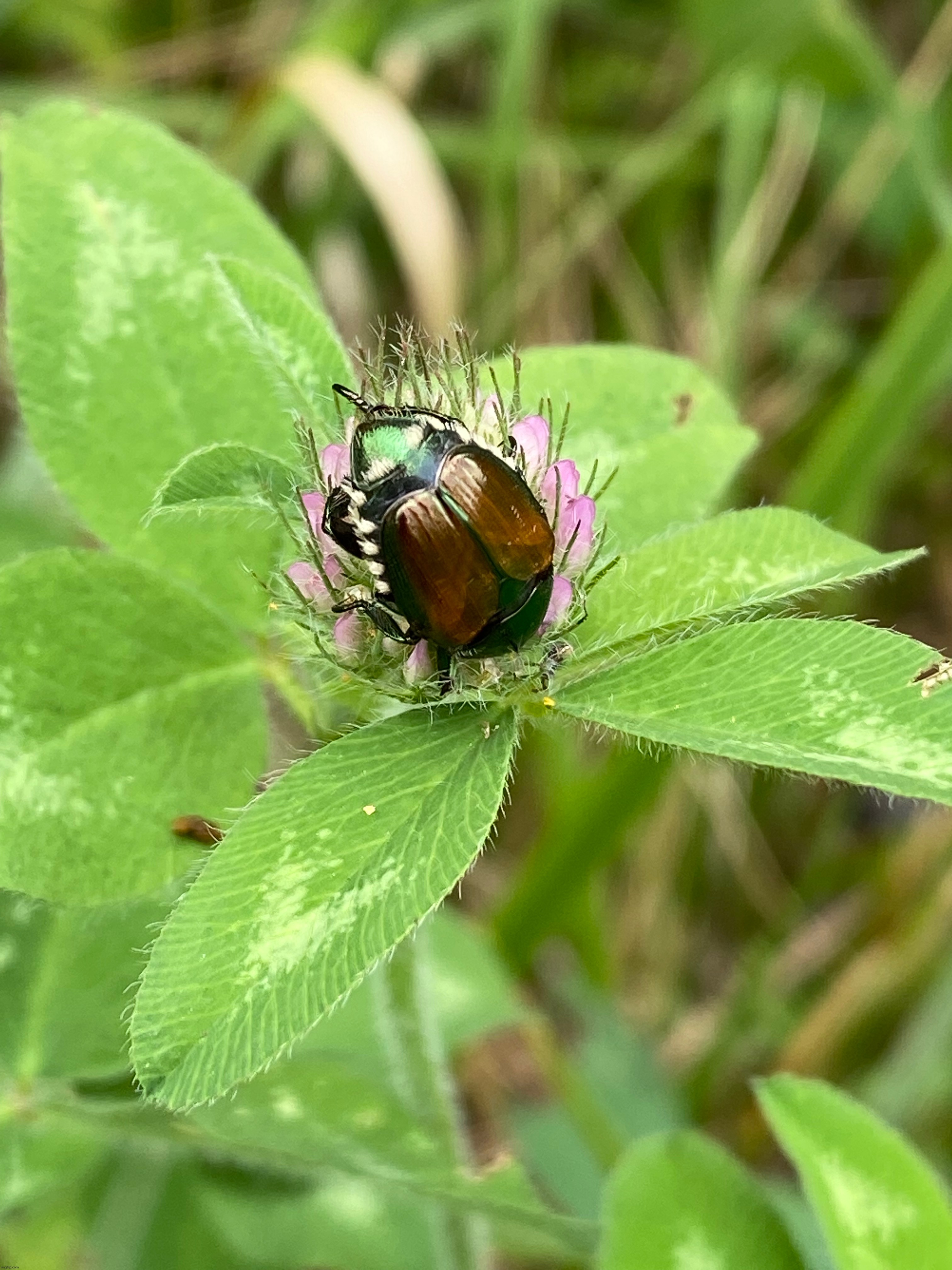 Bug on a flower, Marion NC 6/20/22 - Imgflip