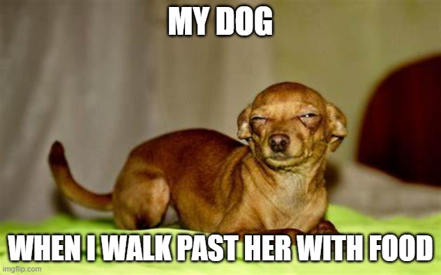 Sus Dog | MY DOG; WHEN I WALK PAST HER WITH FOOD | image tagged in suspicious dog | made w/ Imgflip meme maker