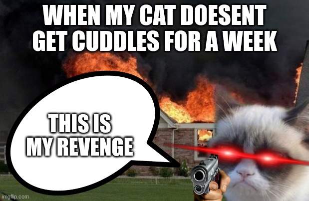 WHEN MY CAT DOESENT GET CUDDLES FOR A WEEK; THIS IS MY REVENGE | image tagged in cats | made w/ Imgflip meme maker