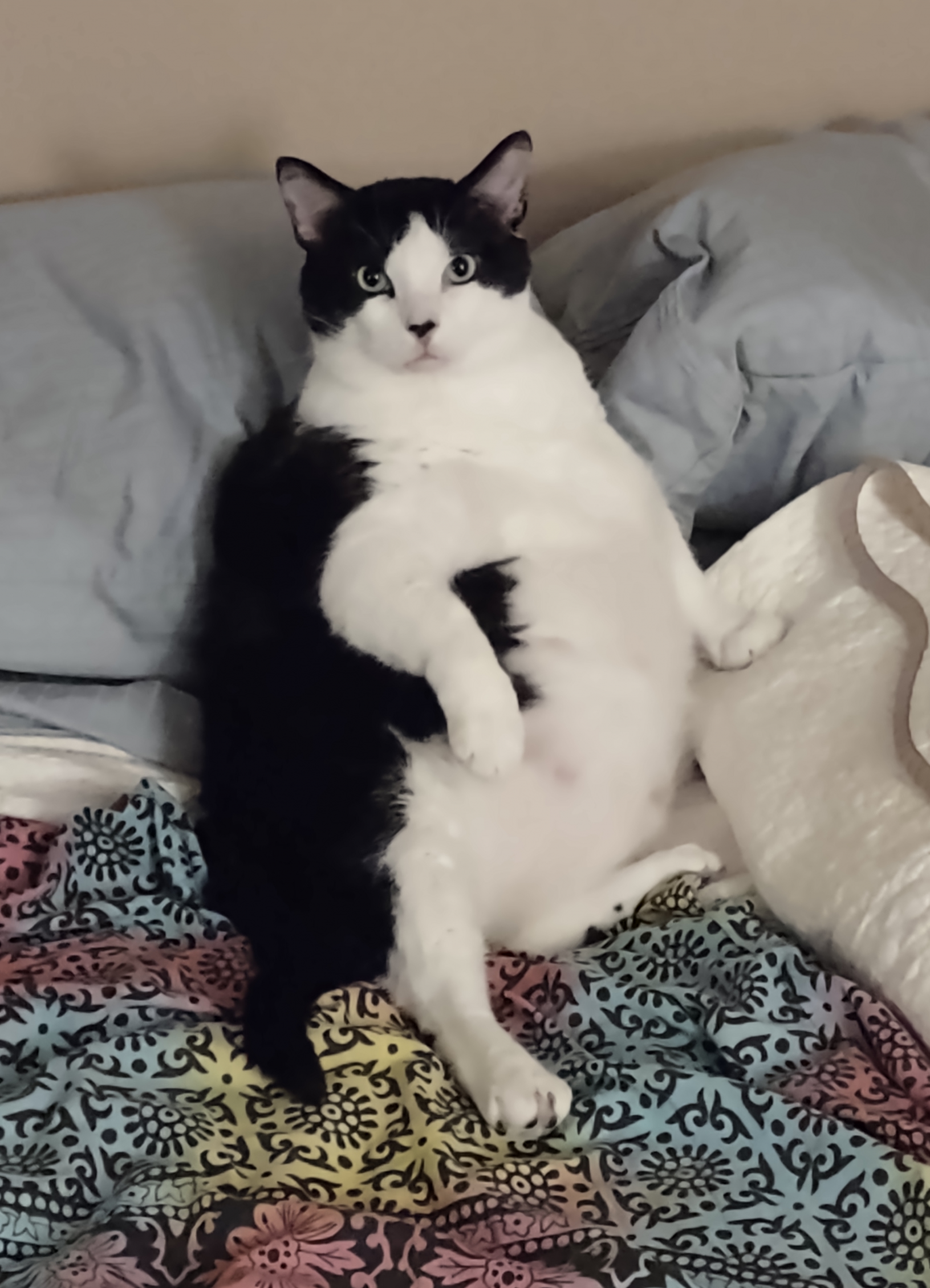 High Quality Fat cat Blank Meme Template