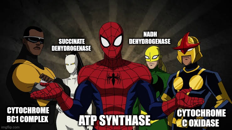 NADH DEHYDROGENASE; SUCCINATE DEHYDROGENASE; CYTOCHROME BC1 COMPLEX; CYTOCHROME C OXIDASE; ATP SYNTHASE | made w/ Imgflip meme maker