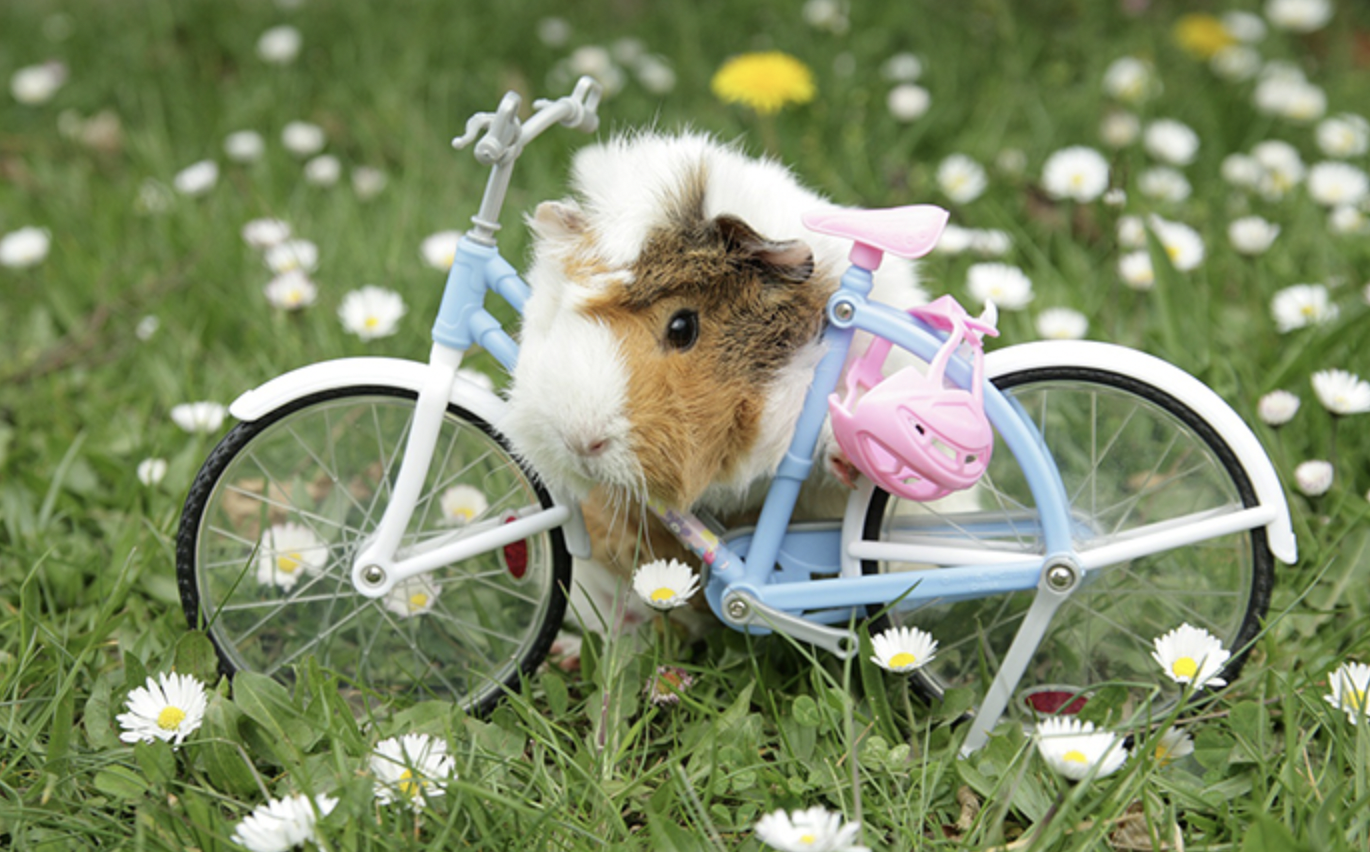 High Quality bike guinea pig Blank Meme Template