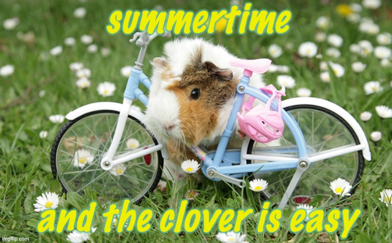 Ride and browse, browse and ride | summertime; and the clover is easy | image tagged in bike guinea pig,rodent,guinea pig,summer,summer vacation | made w/ Imgflip meme maker