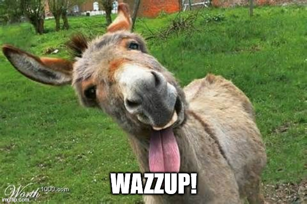 Laughing Donkey | WAZZUP! | image tagged in laughing donkey | made w/ Imgflip meme maker