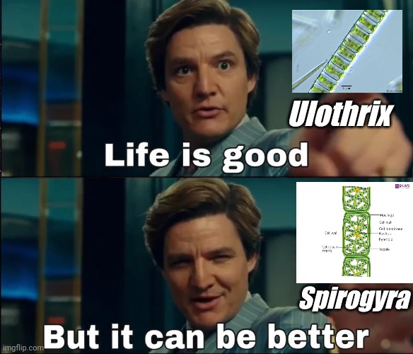 Life is Good But it can be better with words | Ulothrix; Spirogyra | image tagged in life is good but it can be better with words | made w/ Imgflip meme maker