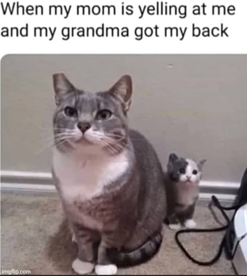 image tagged in mom,yelling,grandma,cats | made w/ Imgflip meme maker