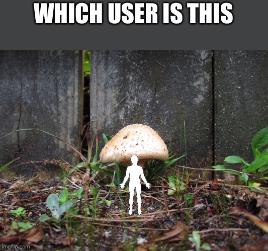 mushroom | WHICH USER IS THIS | image tagged in mushroom | made w/ Imgflip meme maker