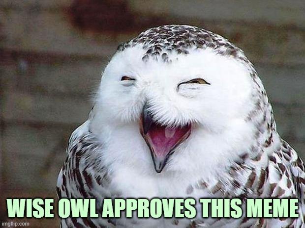 WISE OWL APPROVES THIS MEME | image tagged in owl happy | made w/ Imgflip meme maker