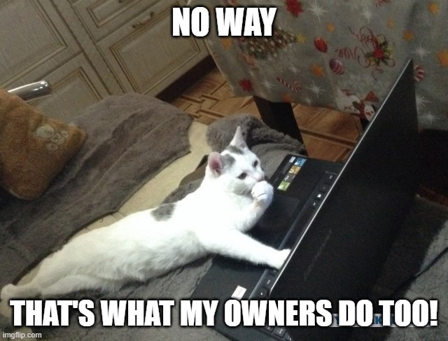 Cat thinking on laptop | NO WAY THAT'S WHAT MY OWNERS DO TOO! | image tagged in cat thinking on laptop | made w/ Imgflip meme maker