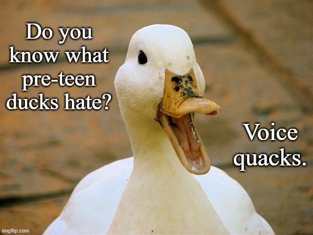 Duck Joke | Do you know what pre-teen ducks hate? Voice quacks. | image tagged in duck,memes | made w/ Imgflip meme maker