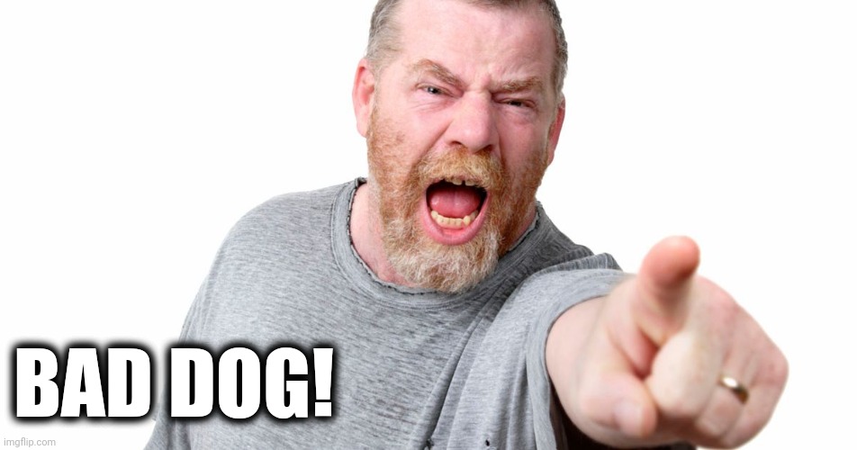 angry man shouting and pointing | BAD DOG! | image tagged in angry man shouting and pointing | made w/ Imgflip meme maker