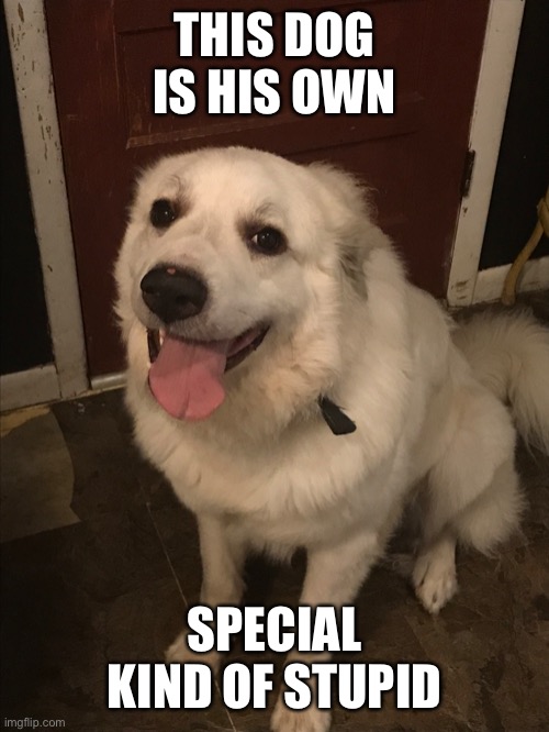 Doug | THIS DOG IS HIS OWN; SPECIAL KIND OF STUPID | image tagged in i'm the dumbest man alive,memes,funny,dogs,trust me i have 15 iq,oh wow are you actually reading these tags | made w/ Imgflip meme maker
