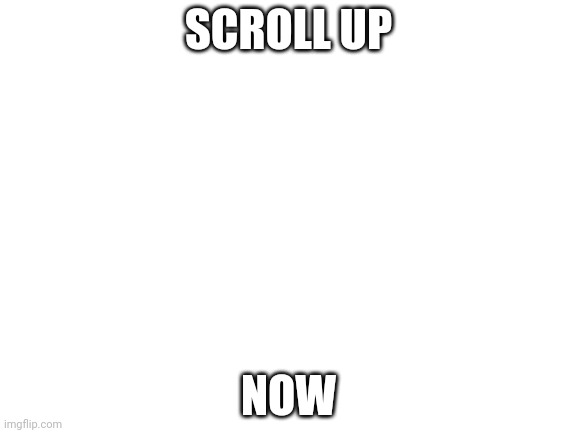 Blank White Template | SCROLL UP; NOW | image tagged in blank white template | made w/ Imgflip meme maker