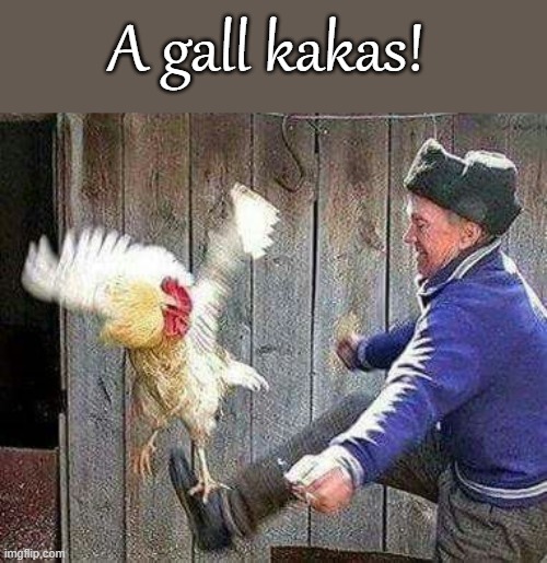 A gall kakas! | made w/ Imgflip meme maker