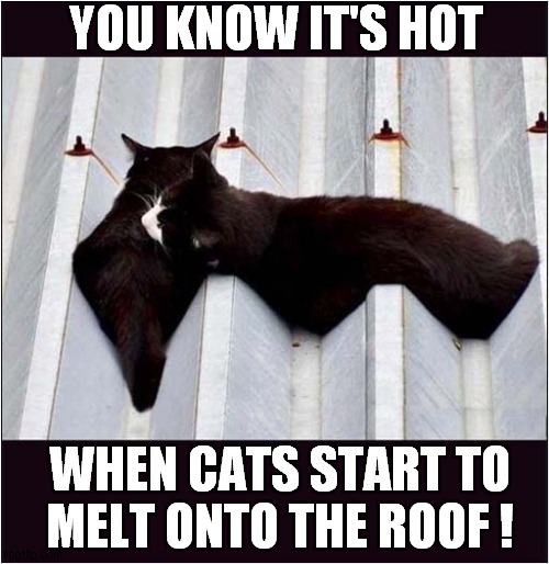 Phew ...What A Scorcher ! | YOU KNOW IT'S HOT; WHEN CATS START TO
MELT ONTO THE ROOF ! | image tagged in cats,too hot,melting,roof | made w/ Imgflip meme maker