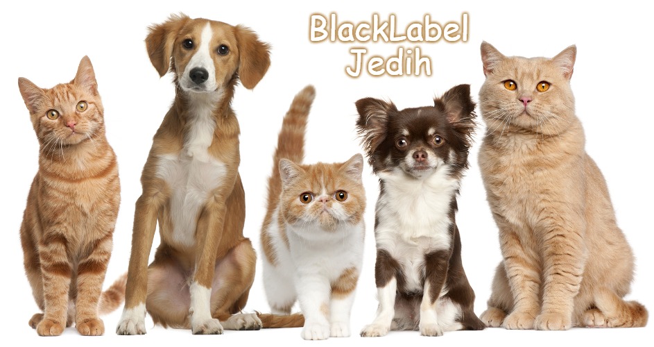 dogs cats | BlackLabel Jedih | image tagged in dogs cats,blacklabel jedih,slavic,freddie fingaz,bars over bars | made w/ Imgflip meme maker