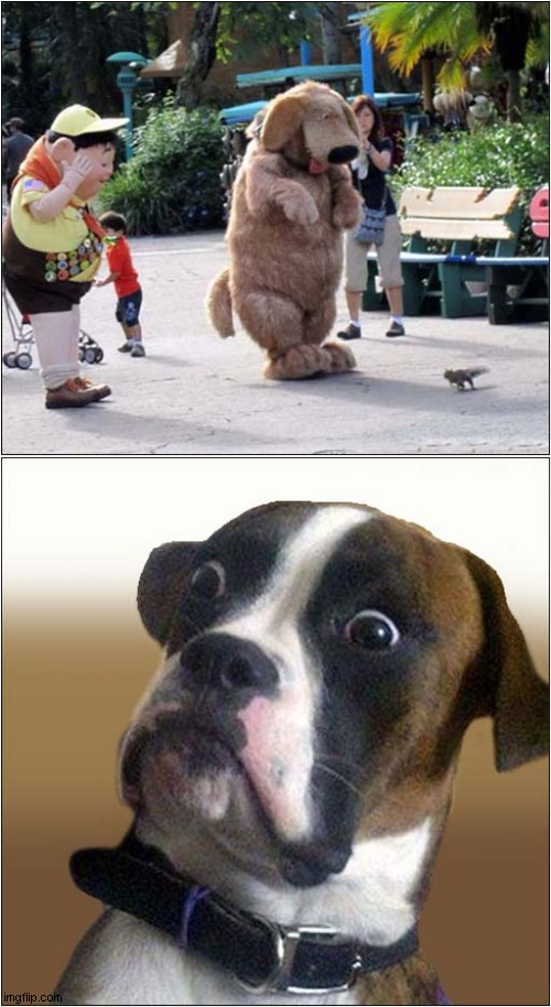 Did Someone Say Squirrel ? | image tagged in dogs,up,squirrels | made w/ Imgflip meme maker