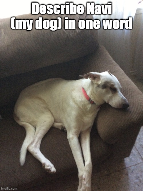She sleepin in this image | Describe Navi (my dog) in one word | image tagged in navi | made w/ Imgflip meme maker