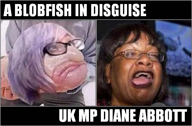 Never Seen In The Same Room ! | A BLOBFISH IN DISGUISE; UK MP DIANE ABBOTT | image tagged in diane abbott,blobfish,disguise,politics,front page | made w/ Imgflip meme maker