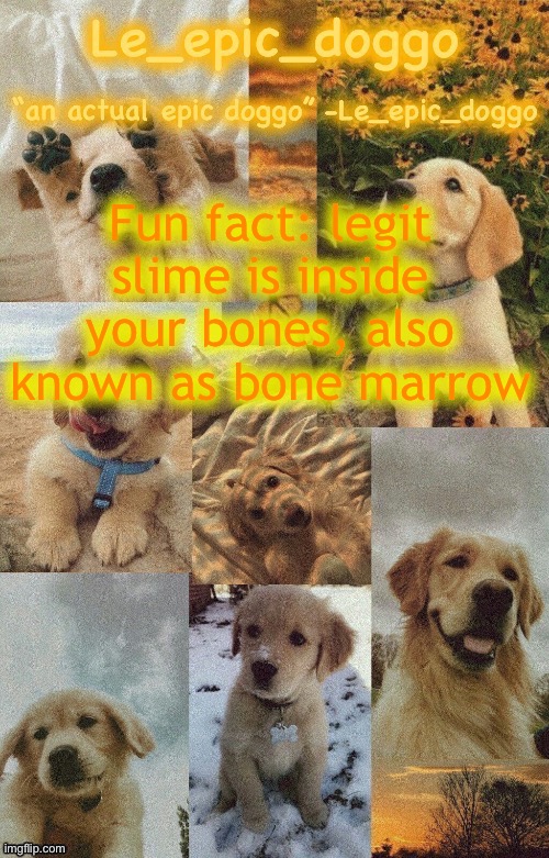 Doggo temp by doggo. Wait what that’s confusing | Fun fact: legit slime is inside your bones, also known as bone marrow | image tagged in doggo temp by doggo wait what that s confusing | made w/ Imgflip meme maker