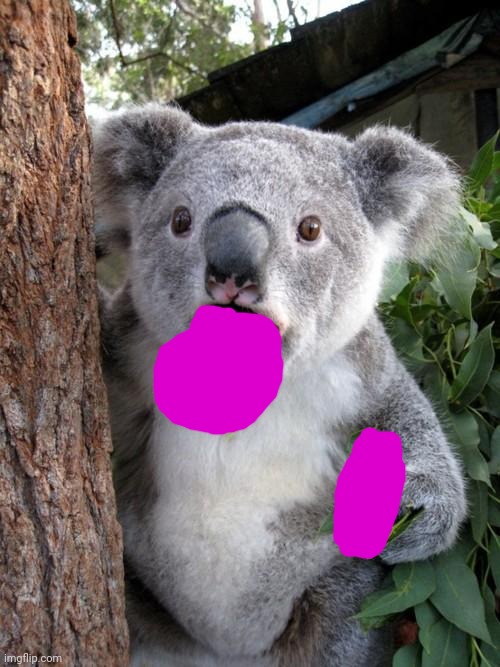 Surprised Koala Meme | image tagged in memes,surprised koala | made w/ Imgflip meme maker