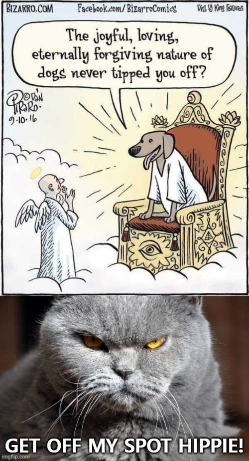 Welcome To Heaven | GET OFF MY SPOT HIPPIE! | image tagged in cats,dogs,heaven,funny,god | made w/ Imgflip meme maker
