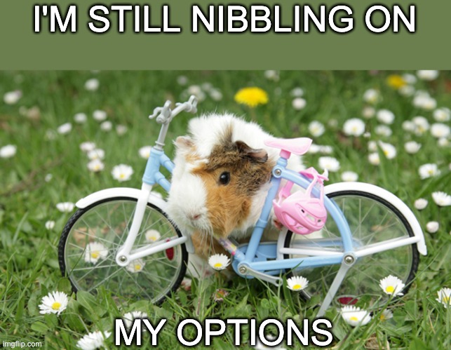 Indecision before frantic speed | I'M STILL NIBBLING ON; MY OPTIONS | image tagged in bike guinea pig,cute,guinea pig,rodent,bicycle,bike | made w/ Imgflip meme maker