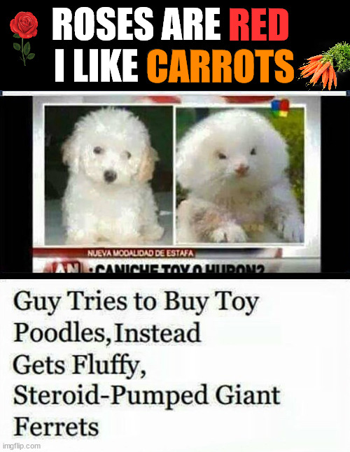 You need to know more about what you buying | ROSES ARE RED 
I LIKE CARROTS; RED; CARROTS | image tagged in fake,fool,switch,ferret,poodle | made w/ Imgflip meme maker