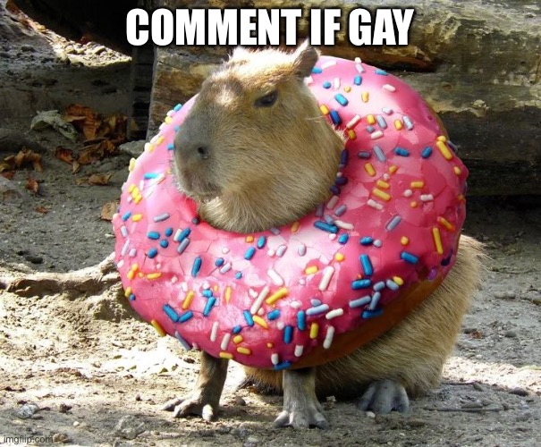 I commented… (partygoer note: edit title if straight =).) Bazooka: I'm both straight and gay so okay | COMMENT IF GAY | image tagged in coconut dog | made w/ Imgflip meme maker