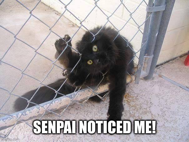 Senpai, Notice Me | SENPAI NOTICED ME! | image tagged in senpai notice me | made w/ Imgflip meme maker