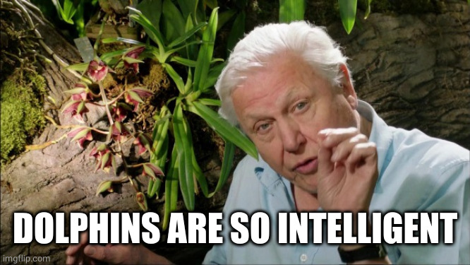 David Attenborough | DOLPHINS ARE SO INTELLIGENT | image tagged in david attenborough | made w/ Imgflip meme maker