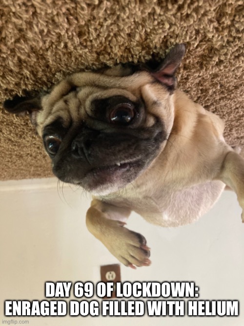 Repost but with your dog//this my buddy prince | DAY 69 OF LOCKDOWN: ENRAGED DOG FILLED WITH HELIUM | image tagged in dogs,float | made w/ Imgflip meme maker