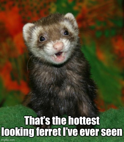 That’s the hottest looking ferret I’ve ever seen | made w/ Imgflip meme maker