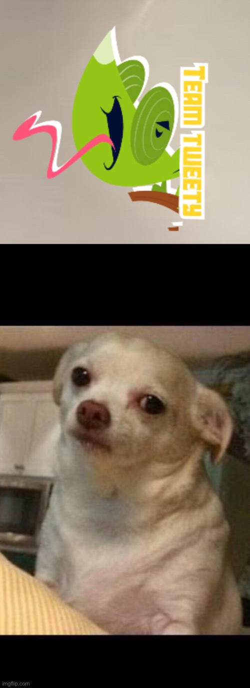 I absolutely took this from DIY. | image tagged in concerned chihuahua | made w/ Imgflip meme maker