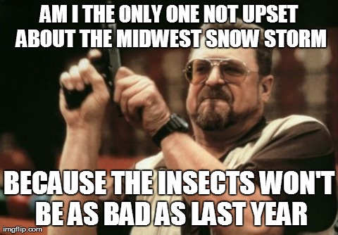 Am I The Only One Around Here Meme | AM I THE ONLY ONE NOT UPSET ABOUT THE MIDWEST SNOW STORM BECAUSE THE INSECTS WON'T BE AS BAD AS LAST YEAR | image tagged in memes,am i the only one around here | made w/ Imgflip meme maker