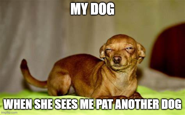 Suspicious Dog | MY DOG; WHEN SHE SEES ME PAT ANOTHER DOG | image tagged in suspicious dog | made w/ Imgflip meme maker