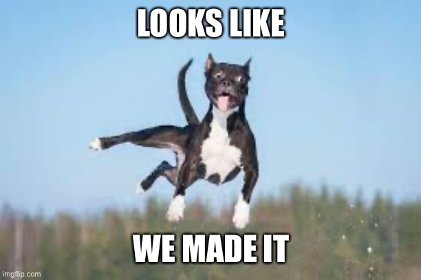 dog | LOOKS LIKE; WE MADE IT | image tagged in dog | made w/ Imgflip meme maker
