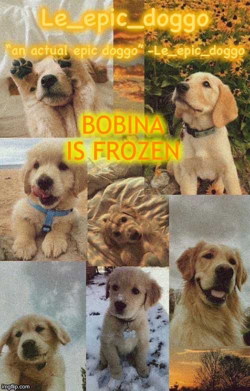 Doggo temp by doggo. Wait what that’s confusing | BOBINA IS FROZEN | image tagged in doggo temp by doggo wait what that s confusing | made w/ Imgflip meme maker