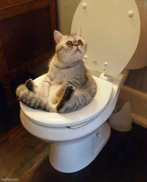 Toilet cat | image tagged in toilet cat | made w/ Imgflip meme maker