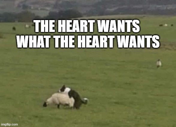 THE HEART WANTS 
WHAT THE HEART WANTS | image tagged in shhep,dog,border collie | made w/ Imgflip meme maker