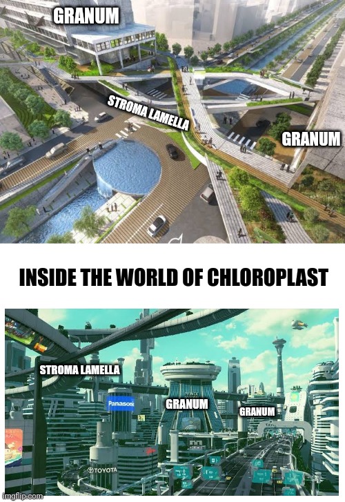 GRANUM; STROMA LAMELLA; GRANUM; INSIDE THE WORLD OF CHLOROPLAST; STROMA LAMELLA; GRANUM; GRANUM | image tagged in blank white template | made w/ Imgflip meme maker