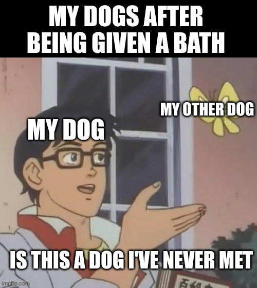 My dogs after a bath |  MY DOGS AFTER BEING GIVEN A BATH; MY OTHER DOG; MY DOG; IS THIS A DOG I'VE NEVER MET | image tagged in memes,is this a pigeon,dogs,bath | made w/ Imgflip meme maker