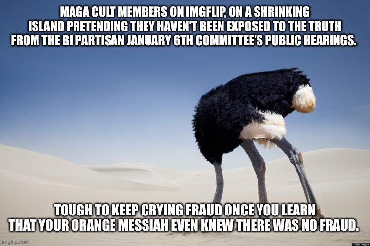 Ostrich head in sand | MAGA CULT MEMBERS ON IMGFLIP, ON A SHRINKING ISLAND PRETENDING THEY HAVEN’T BEEN EXPOSED TO THE TRUTH FROM THE BI PARTISAN JANUARY 6TH COMMITTEE’S PUBLIC HEARINGS. TOUGH TO KEEP CRYING FRAUD ONCE YOU LEARN THAT YOUR ORANGE MESSIAH EVEN KNEW THERE WAS NO FRAUD. | image tagged in ostrich head in sand | made w/ Imgflip meme maker