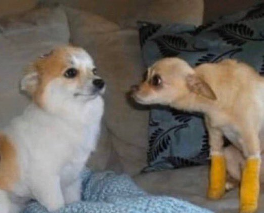 chihuahua with broken legs Blank Meme Template
