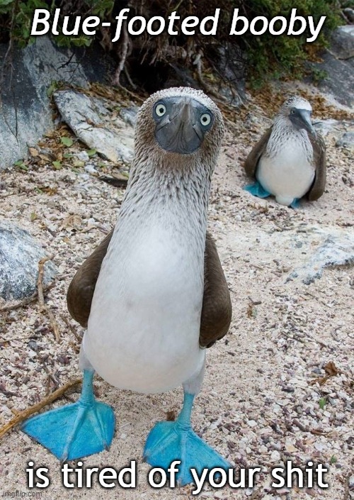 Blue-footed booby | Blue-footed booby; is tired of your shit | image tagged in angry birds | made w/ Imgflip meme maker