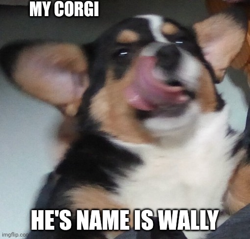 My doggo | MY CORGI; HE'S NAME IS WALLY | image tagged in wally lick | made w/ Imgflip meme maker