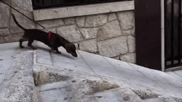 Dog ramp - Imgflip