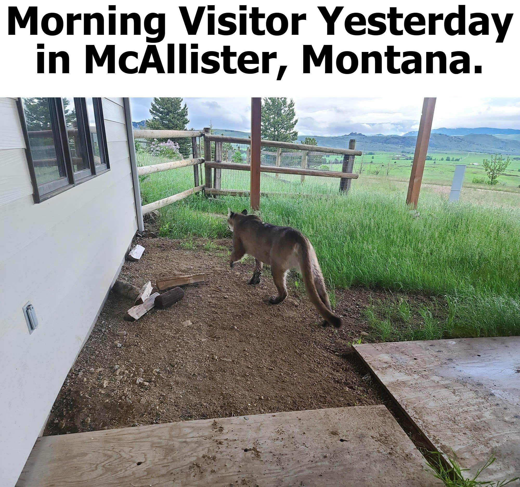 Morning Visitor Yesterday in McAllister, Montana. | image tagged in cougar,mountain lion,montana,pussy cats,grab them by the pussy,big pussy | made w/ Imgflip meme maker